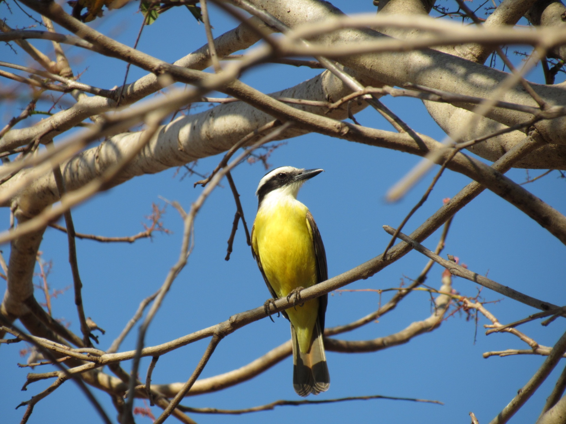 Bem-te-vi (Pitangus sulphuratus) — Borda de mata — Mirassol d'Oeste, MT