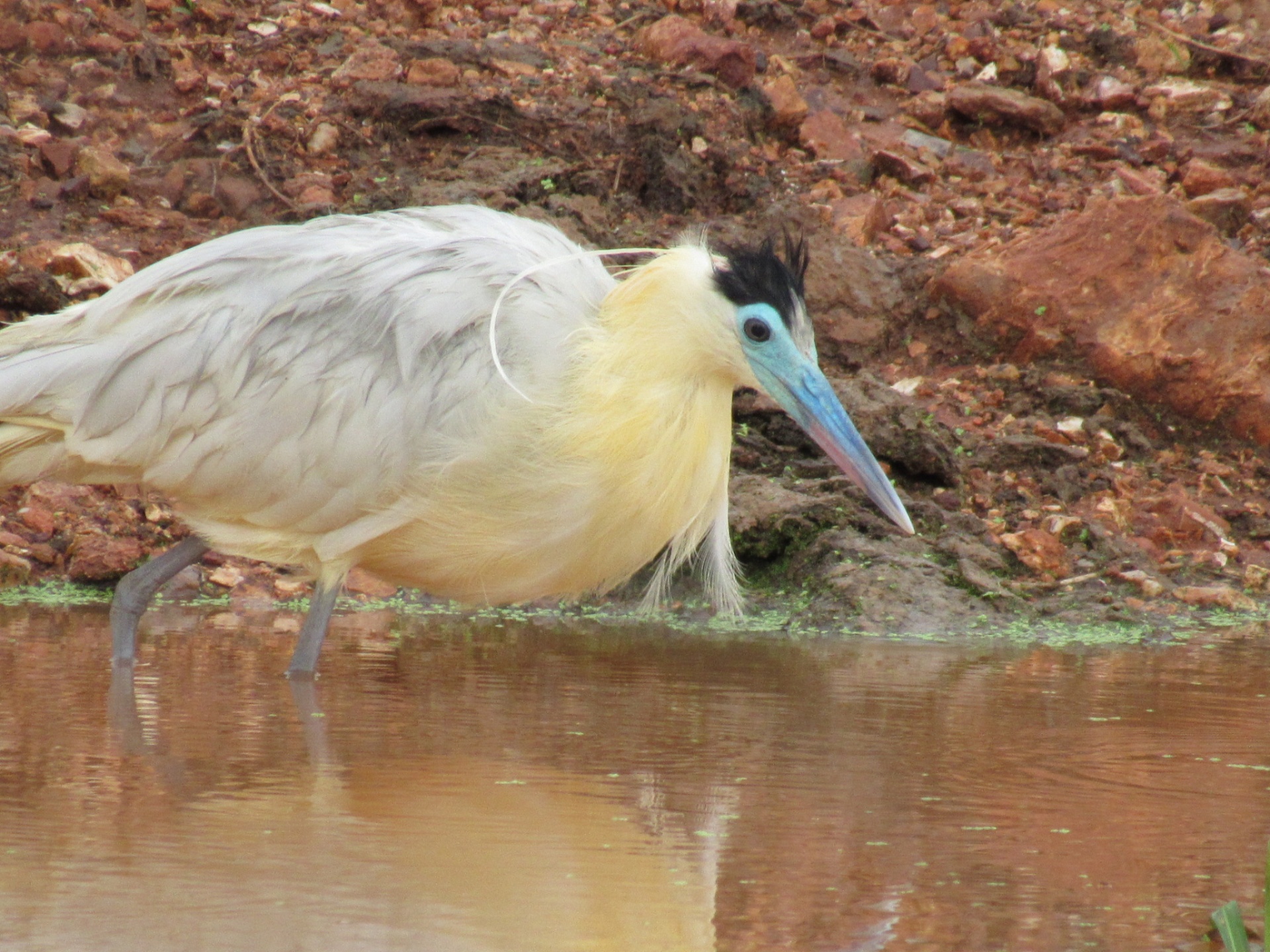 Savacu-de-coroa (Pilherodius pileatus) — Margem de córrego — Mirassol d'Oeste, MT
